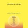 Sound Healing Center – Endocrine Glands | Available Now !